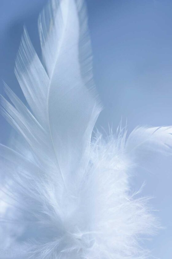 Just Ask The Ethics of Down Comforters and Sustainable Bunk Beds